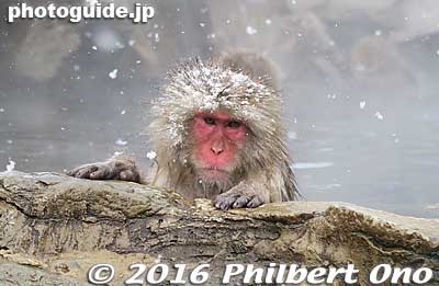 It's not unusual to see wild monkeys in Japan. So to the Japanese, these monkeys are not exotic nor unusual, even if they are bathing in an onsen.
Keywords: nagano yamanouchi-machi snow monkeys onsen hot spring jigokudani yaen park japanwildlife