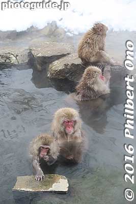 These monkeys are obviously accustomed to humans and they seem quite tame and well-behaved. As long as you keep your distance and don't disturb them or eat something in front of them.
Keywords: nagano yamanouchi-machi snow monkeys onsen hot spring jigokudani yaen park