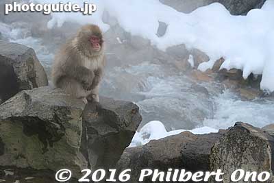 Keywords: nagano yamanouchi-machi snow monkeys onsen hot spring jigokudani yaen park