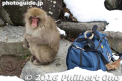 Monkey totally ignored this bag.
Keywords: nagano yamanouchi-machi snow monkeys onsen hot spring jigokudani yaen park