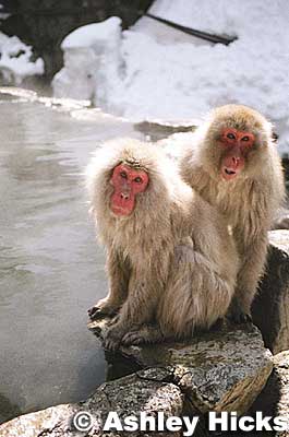Keywords: nagano, yamanouchi-machi, snow monkeys, onsen, japanwildlife hot spring, jigokudani yaen, ashley hicks