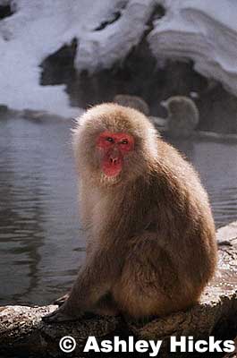Keywords: nagano, yamanouchi-machi, snow monkeys, onsen, hot spring, jigokudani yaen, ashley hicks