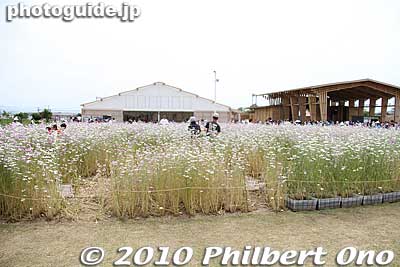 A maze of flowers. On the right in the background is the Mahoroba Stage.
Keywords: nara heijo-kyo capital heijo palace 