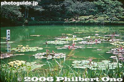 Lotus pond in Umi Jigoku
Keywords: oita beppu hot spring hell jigoku meguri onsen