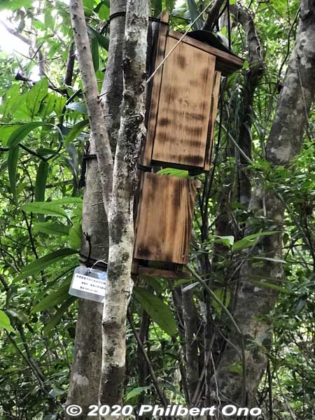 Bird feeder for research purposes.
Keywords: okinawa Iriomote Otomi hike jungle forest