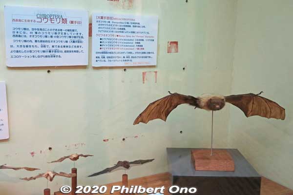 Bats on Iriomote.
Keywords: okinawa iriomote Wildlife Conservation Center