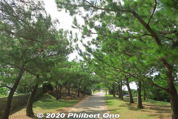 Ryukyu pine trees on the way to Shuri Castle.
Keywords: okinawa naha shuri shurijo castle gusuku