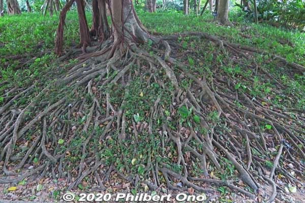 In Okinawa, tree roots are always exposed because of frequent typhoons eroding the soil with winds and rains.
Keywords: okinawa naha shuri shurijo castle gusuku
