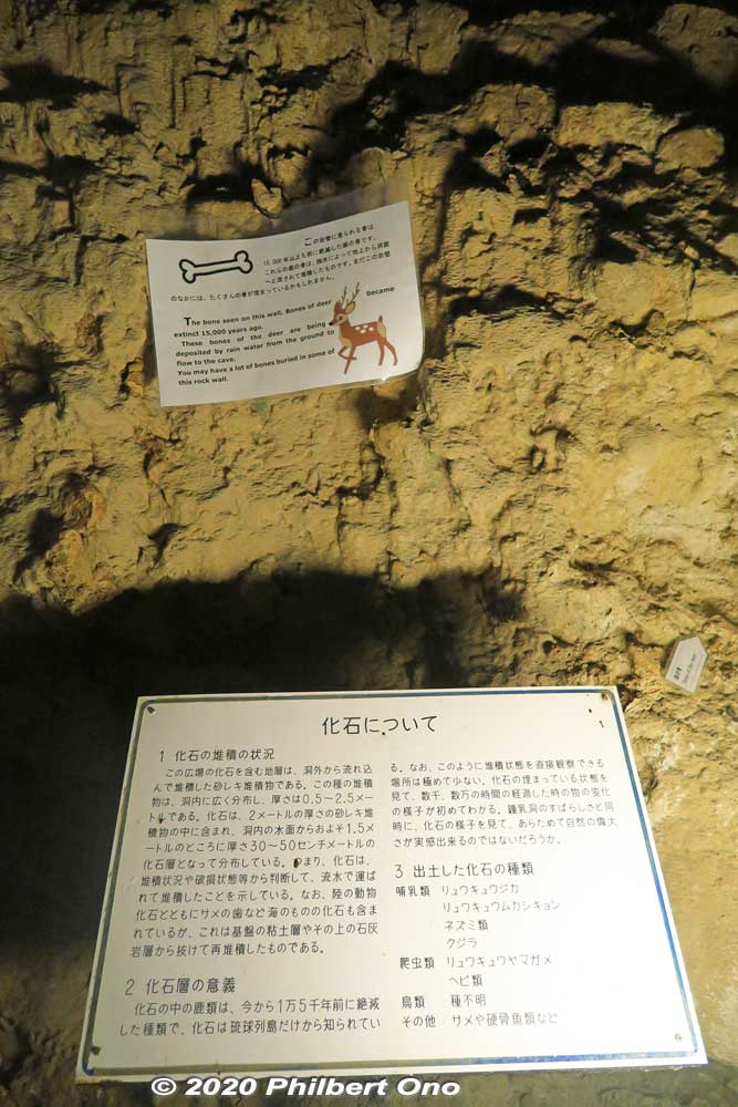 Deer bone fossils.
Keywords: okinawa nanjo world gyokusendo cave cavern