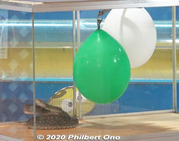 Two balloons to irritate the habu. 
Keywords: okinawa nanjo world habu snake viper