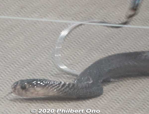 Also showed a cobra and tried to provoke it to show its expanded neck.
Keywords: okinawa nanjo world habu snake viper