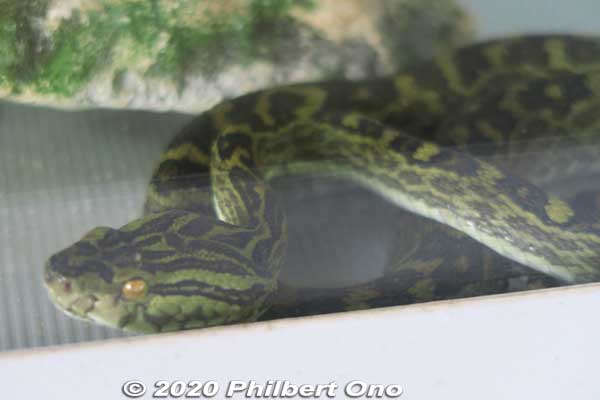 Habu viper from Kumejima.
Keywords: okinawa nanjo world habu snake viper japanwildlife