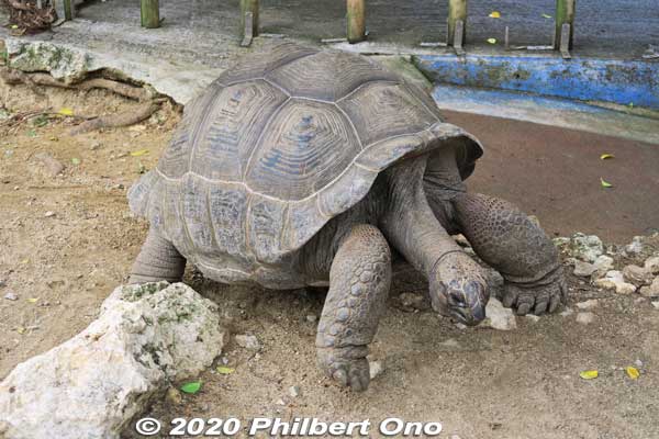 Old tortoise.
Keywords: okinawa nanjo world
