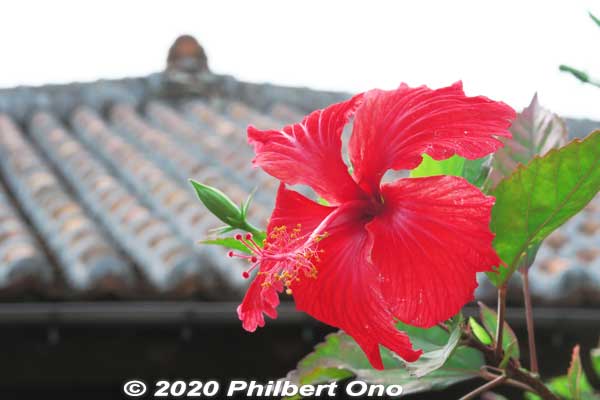 Red hibiscus
Keywords: okinawa nanjo world