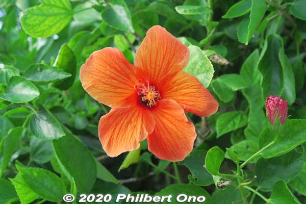 Orange hibiscus
Keywords: okinawa nanjo world