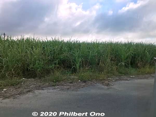 Some sugar cane in Nanjo, Okinawa.
Keywords: okinawa