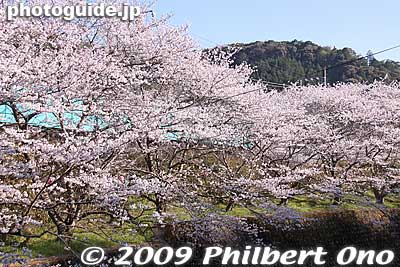 Keywords: osaka hannan yamanaka-dani train station hanwa line cherry blossoms sakura 