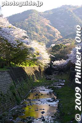 Keywords: osaka hannan yamanaka-dani train station hanwa line cherry blossoms sakura 