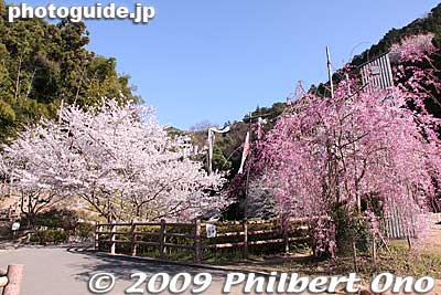 Wanpaku Okoku
Keywords: osaka hannan yamanaka-dani cherry blossoms sakura 