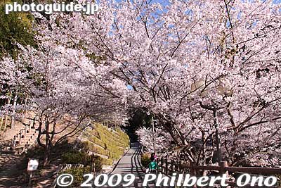 Wanpaku Okoku
Keywords: osaka hannan yamanaka-dani cherry blossoms sakura 