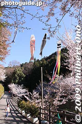 Keywords: osaka hannan yamanaka-dani cherry blossoms sakura 