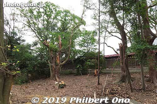 The shrine suffered major damage from Typhoon No. 21 last Sept. Trees were damaged.
Keywords: osaka sakai Otori Taisha Jinja shrine