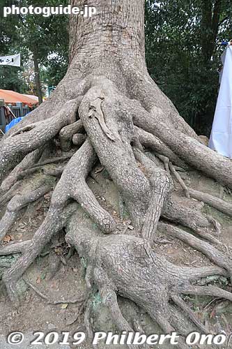 Tree roots.
Keywords: osaka sakai Otori Taisha Jinja shrine