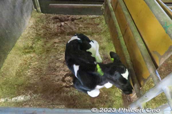 The cow shed also has many calves born recently. They first weigh 40 to 50 kg and reach adulthood in 2.5 years when they weigh up to 700 kg.
Keywords: Saitama Ageo Enomoto Dairy Farm cows