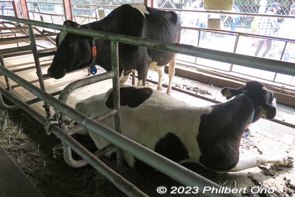 These adult cows will give birth soon. Do not feed any of the cows or animals. They are already well fed.
Keywords: Saitama Ageo Enomoto Dairy Farm cows