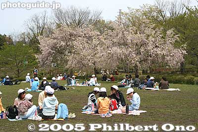 Hitsujiyama Park with weeping cherry blossoms
Keywords: saitama chichibu mt. bukosan mountain hitsujiyama park weeping cherry blossoms japanchildren