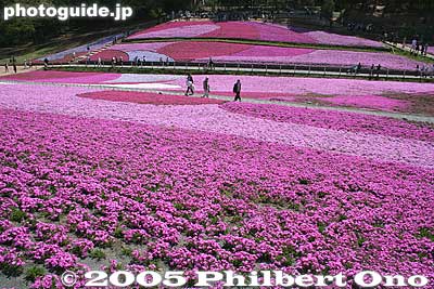 Quite spectacular when the flowers are in full bloom.
Keywords: saitama chichibu shibazakura moss pink flowers hitsujiyama park