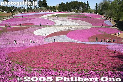These photos were taken in late April 2007. (Copyright year in the images are mistaken.)
Keywords: saitama chichibu shibazakura moss pink flowers hitsujiyama park japanflower