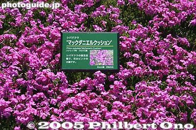McDaniel's Cushion ﾏｯｸﾀﾞﾆｴﾙｸｯｼｮﾝ
Keywords: saitama chichibu shibazakura moss pink flowers hitsujiyama park