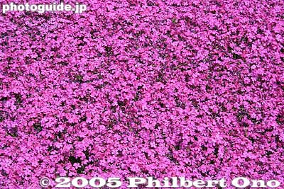 McDaniel's Cushion
Keywords: saitama chichibu shibazakura moss pink flowers hitsujiyama park