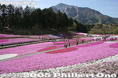 The top of one slope provides a grand view of the flower carpet and Mt. Bukosan, one symbol of Chichibu. 武甲山
Keywords: saitama chichibu shibazakura moss pink flowers hitsujiyama park