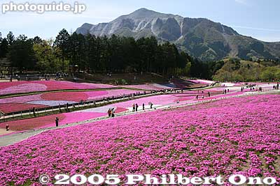 Mt. Bukosan is being slowly eaten away by cement companies. 武甲山
Keywords: saitama chichibu shibazakura moss pink flowers hitsujiyama park