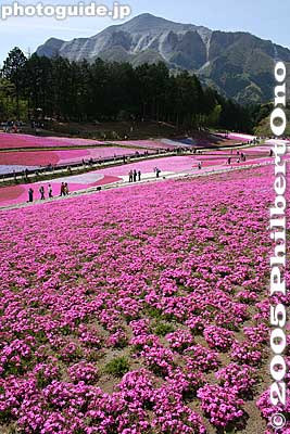 The combination of Mt. Bukosan and the flowers are almost unlimited. Chichibu, Saitama. 武甲山
Keywords: saitama chichibu shibazakura moss pink flowers hitsujiyama park japanflower