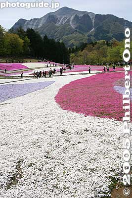 Keywords: saitama chichibu shibazakura moss pink flowers hitsujiyama park