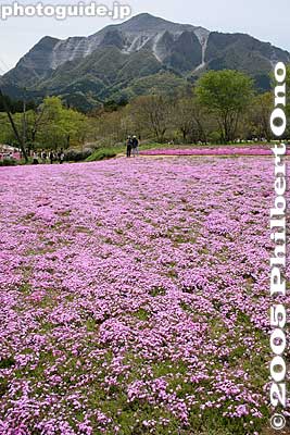 Are your eyes getting tired of seeing this mountain and flowers?
Keywords: saitama chichibu shibazakura moss pink flowers hitsujiyama park
