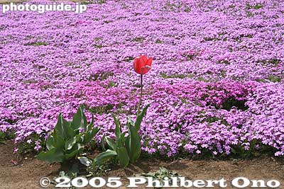 Tulip and moss pink
Keywords: saitama chichibu shibazakura moss pink flowers hitsujiyama park