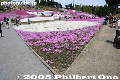 Corner work
Keywords: saitama chichibu shibazakura moss pink flowers hitsujiyama park