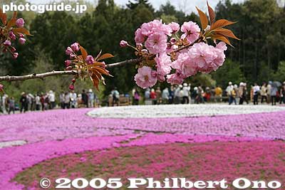 Yae-zakura cherry blossoms and moss pink.
Keywords: saitama chichibu shibazakura moss pink flowers hitsujiyama park