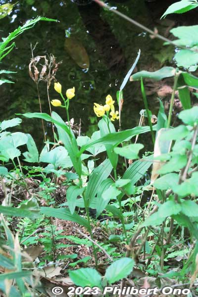 Endangered flower species named golden orchid. Status is "Vulnerable (VU)." キンラン（金蘭）
Keywords: Saitama Kitamoto Nature Observation Park