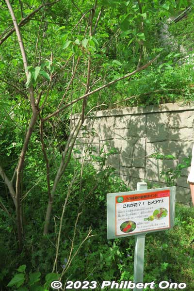 Mulberry tree whose bark is used to make washi paper.
Keywords: Saitama Kitamoto Nature Observation Park
