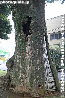 Keywords: saitama omiya hikawa shrine shinto trees