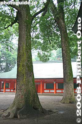 Giant trees in Hikawa Shrine
Keywords: saitama omiya hikawa shrine shinto trees