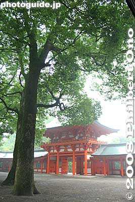 Keywords: saitama omiya hikawa shrine shinto trees
