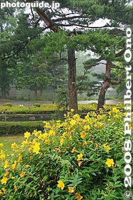 Keywords: saitama omiya japanese garden pine trees flowers