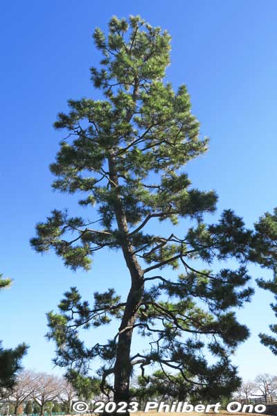 Keywords: Saitama Soka-Matsubara pine trees Oku-no-Hosomichi japangarden
