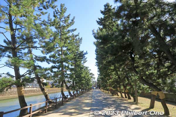 Such a pleasant walk along Soka-Matsubara.
Keywords: Saitama Soka-Matsubara pine trees Oku-no-Hosomichi